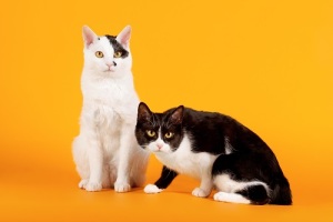 Самый кавайный праздник-День кошки в Японии 2714