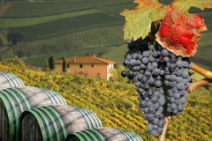 Фестиваль винограда в Марино