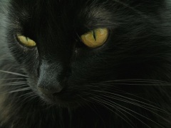 День защиты черных котов в Италии