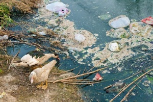 Международный день очистки водоемов в России