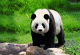 Французский натуралист в Китае получил в подарок шкуру неведомого животного - панды