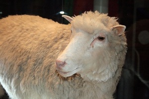 Было объявлено об успешном клонировании овечки Долли