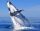 Китобойное судно «Эссекс» было протаранено гигантским китом