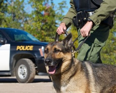 В полицейской операции впервые была задействована собака