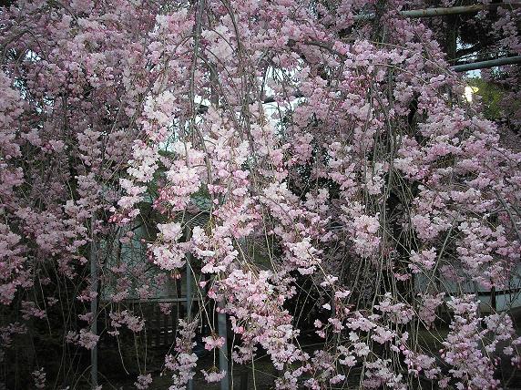 О-ханами — фестиваль цветения и любования сакурой в Японии 2360_or