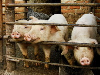 Свинья - копилка: что в нее положишь, то и возьмешь (Фото: Iriana Shiyan, Shutterstock)