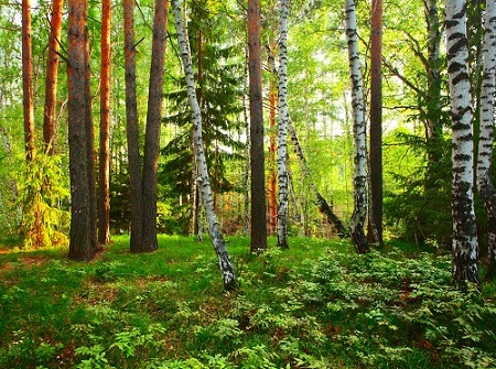 Леса – национальное богатство России (Фото: Dudarev Mikhail, Shutterstock)