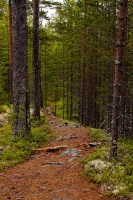 Леса - это «зеленые легкие» нашего родного края (Фото: Andrey Lavrov, Shutterstock)