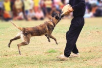 Собаки проходят различные тренировки (Фото: Skynavin, Shutterstock)