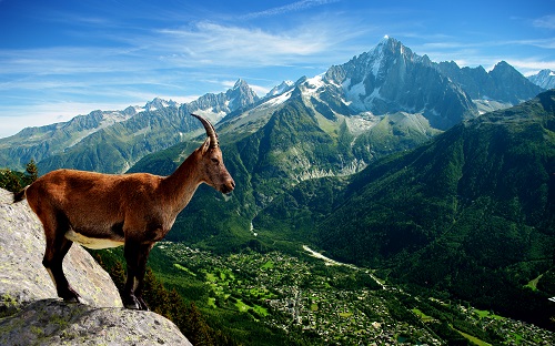 Горы - это заповедник для многих уникальных видов растений и животных (Фото: Jool-yan, Shutterstock)