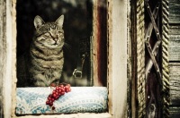Говорили, что кошка – это хозяйка дома (Фото: gillmar, Shutterstock)
