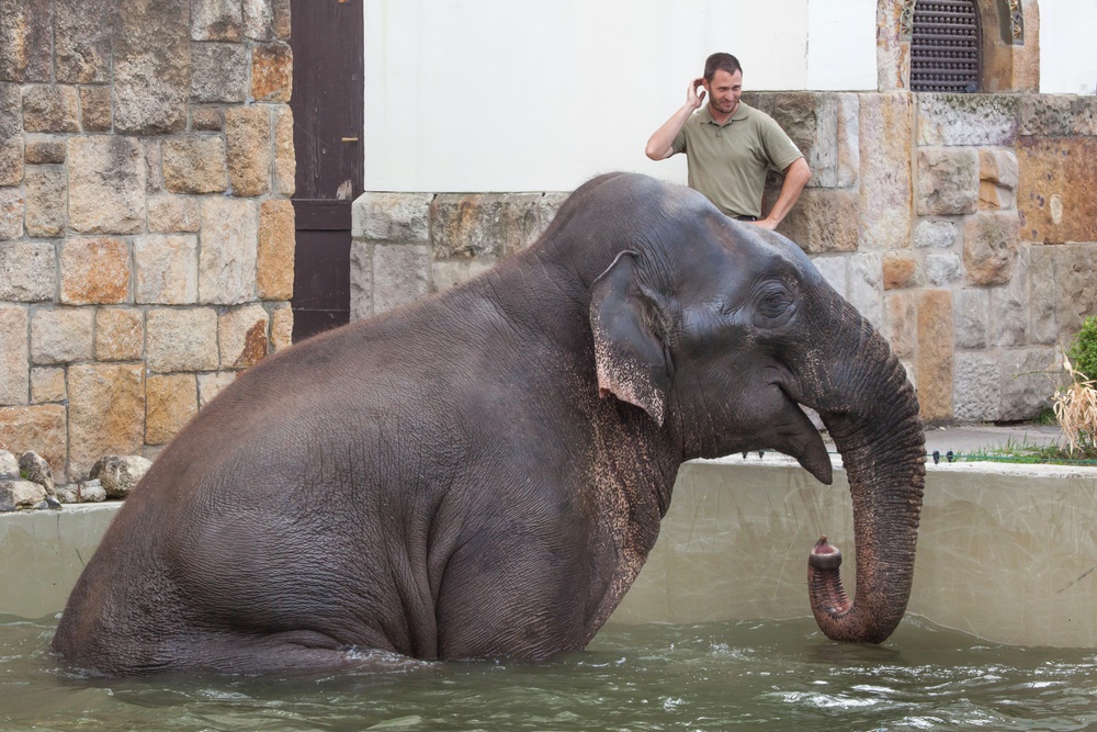 20 июня - Всемирный день защиты слонов в зоопарках