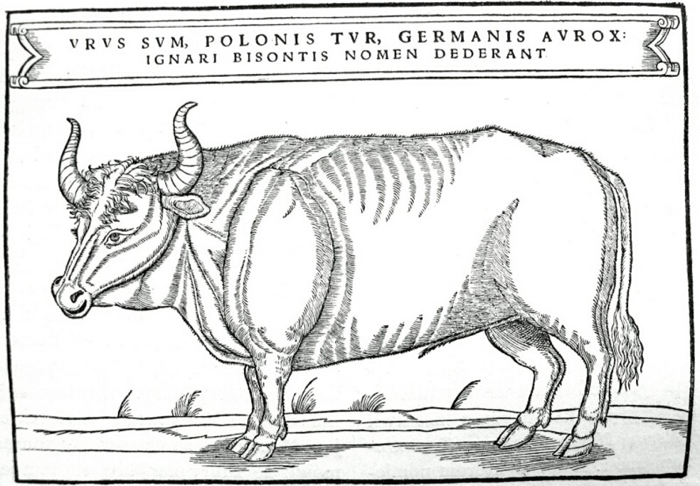 Изображение тура из издания «Записок о Московии» Сигизмунда Герберштейна 1556 г.