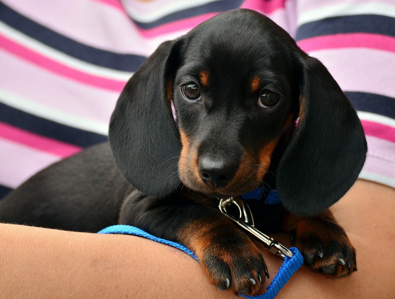 dachshund 1519374 1280