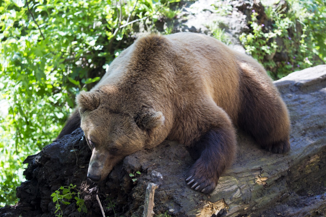 european brown bear 1477814 1280