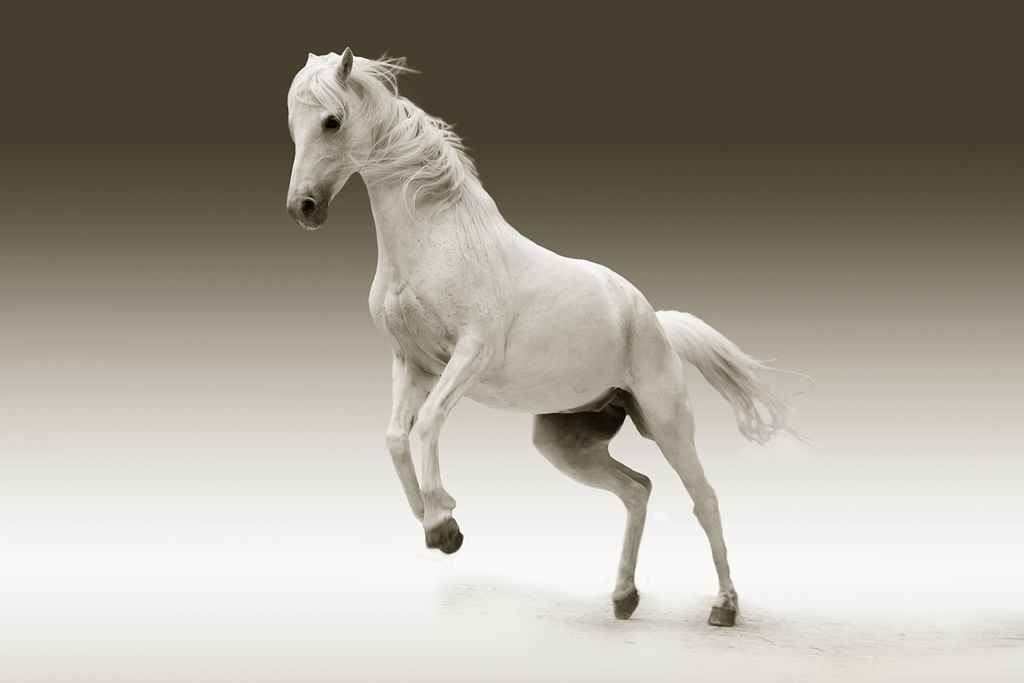 Белая лошадь