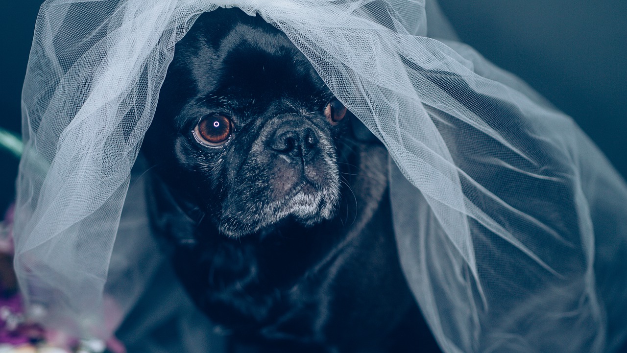 pet wedding 5119240 1280