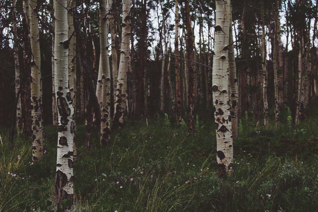 https://www.calend.ru/calendar/wp-content/uploads/tree-forest-outdoor-branch-plant-wood-20895-pxhere.com_.jpg