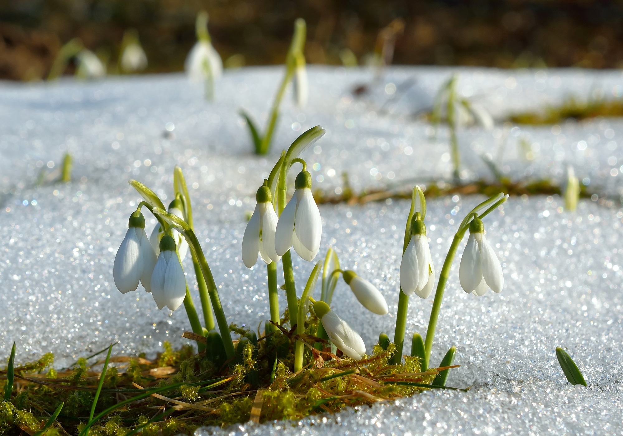 Календарь садовода и огородника март. Источник фото: Shutterstock