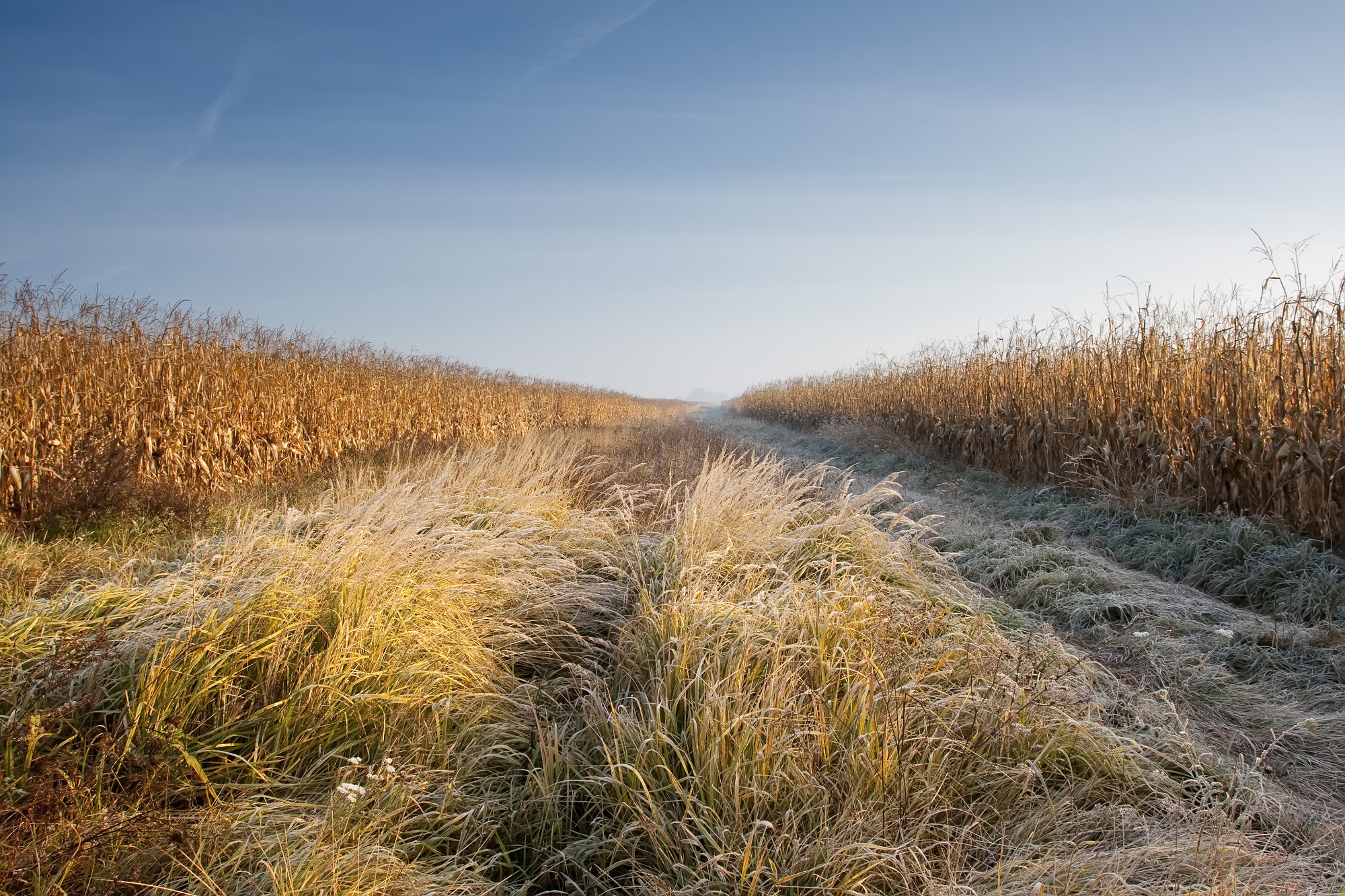 Календарь садовода и огородника на октябрь. Источник фото: Shutterstock