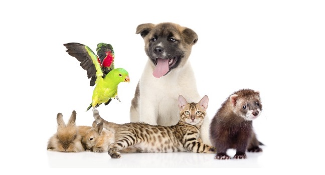 Всемирный день домашних животных 30 ноября 2020