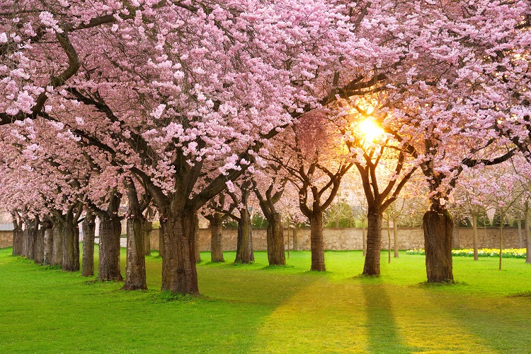 О-ханами — фестиваль цветения и любования сакурой в Японии - 20 марта.  История и особенности праздника в проекте Календарь Праздников 2024