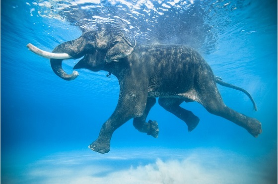 Слоны — очень хорошие пловцы!