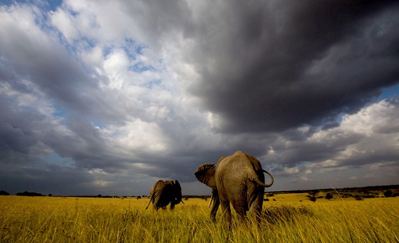 На сегодняшний день, например, африканские слоны находятся в шаге от вымирания