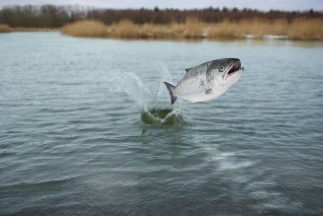 Водопол — именины Водяного