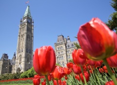 Канадский фестиваль тюльпанов