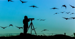 Международные дни наблюдения птиц