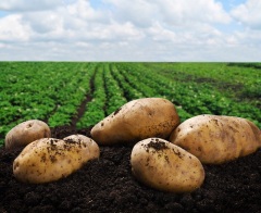 Национальный День картофеля в Перу