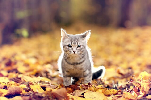 Всемирный день кошек