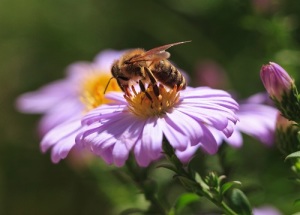 Всемирный день пчел