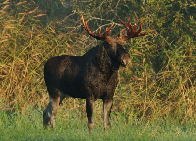 День лося в России