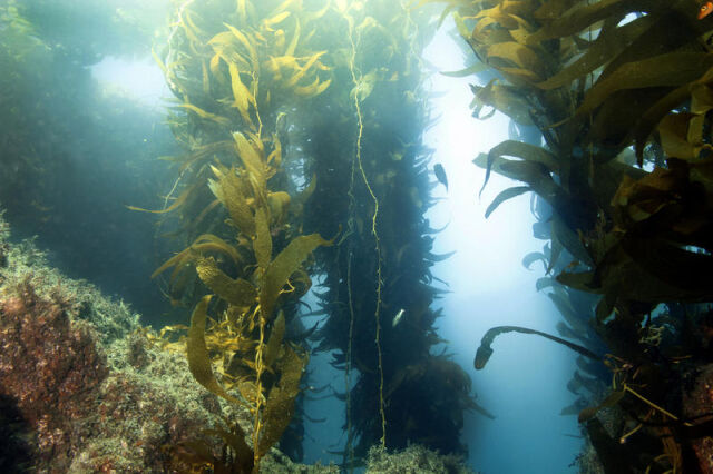 Всемирный день морских трав