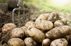 В «Трудах» Вольного экономического общества появилась первая научная статья на тему картофеля