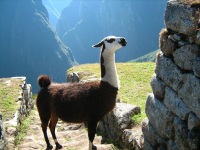 Ламу перуанцы называют «Небесными верблюдами». Фото по лицензии PxHere