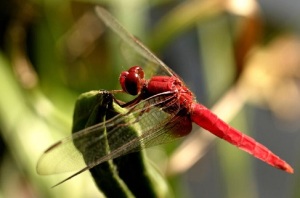 Всеобщую известность как энтомолог Xаген заслужил преимущественно своими капитальными сочинениями над сетчатокрылыми насекомыми (Фото: Chris Koelbleitner, по лицензии Shutterstock.com)